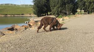 Although appearing similar to german shepherds, shiloh shepherds have a larger and straighter back. Chocolate Color German Shepherd Youtube