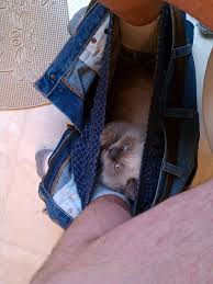 Check spelling or type a new query. Irti Funny Picture 633 Tags Cat In Pants On Toilet