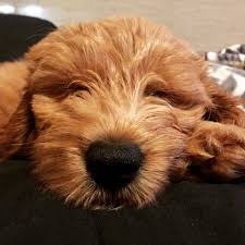 Dogs, litters, puppy adoption and more! Miniature Goldendoodle Puppies Virginia 2021 At Puppies Www Addlab Aalto Fi