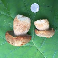 Image result for Boletus variipes
