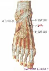 Le Point Zhong Feng Du Meridien Du Foie 4f Dietetique Chinoise Et Tuina Point Acupuncture Acupuncture Medecine Chinoise