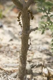 Image result for Solanum sisymbriifolium