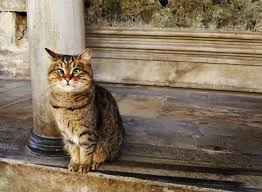 Poz Vermekten Yorulmus Artik Sasi Bakiyor Elanhotelistanbul Istanbul Cat Catsofistanbul Cat Life Cross Eyed Cat Cats