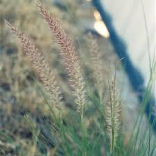 Image result for Cenchrus setaceus