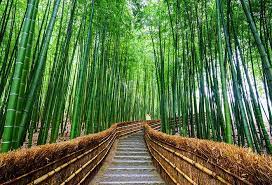 Shop Path To Bamboo Forest Wallpaper In Nature Landscapes Theme Bamboo Forest Zen Spa Wildlife Shower Curtains
