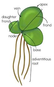 Image result for Wolffiella