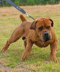 Best Breeders In The World South African Boerboel Elite Boerboels 1 Boerboel Breeder In Euro South African Boerboel South African Mastiff African Boerboel