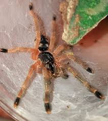Pseudoclamoris Gigas Orange Tree Spider Arachnids Spiders Insect Collection Spider