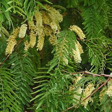 Image result for Acacia afra