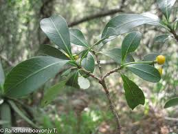 Image result for Psychotria auxopoda
