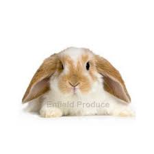 Lop Eared Rabbits For Sale Sydney Strathfield Pet Shop