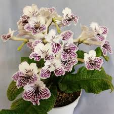 Image result for Streptocarpus eylesii