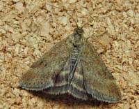 Image result for Pyrausta despicata