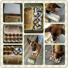 8 Diy Enrichment Games For The Canine Mind Diy Enrichment Toys For Dogs Diy Dog Toys Diy Dog Stuff