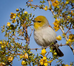 Verdin Bird Animals Birds