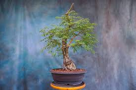 Image result for Acacia burkei