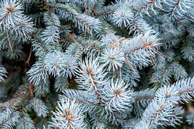 I dont really like it but it's alright looking. Colorado Blue Spruce Tree Care And Growing Guide