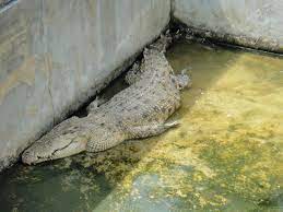 The farm is established in 1979 and has been family run. Quiet Croc Farm Review Of Teluk Sengat Crocodile Farm Kota Tinggi Malaysia Tripadvisor