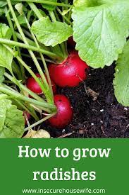 How To Grow Radishes A Fast And Easy Crop Fast Growing Vegetables Growing Radishes Growing Vegetables
