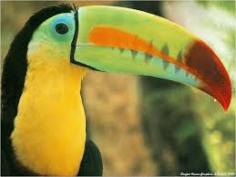 Each supports different animal species, despite all having approximately the same. Tropical Rainforest Animals And Plants Rainforests An Love