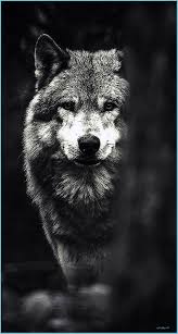 + tiny and easy to use. Black Wolf Iphone Wallpapers Hd Wolf Wallpapers Neat