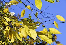 Image result for Halesia