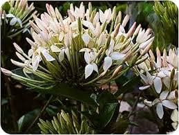 Image result for Ixora seretii