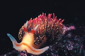 Objectives the students will demonstrate an understanding of why some animal perish while others survive. Staying Alive The Amazing Survival Strategies Of Marine Creatures Scuba Diving News Gear Education Dive Training Magazine