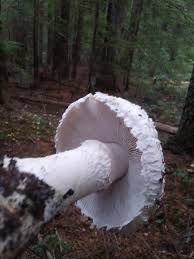 Image result for Vernonia smithiana