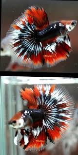 Black And White Betta Fish For Sale Live Betta Fish Coral Blue Black White Hmml Falcons Pride 8615 Import Betta Fish Betta Betta Fish Types