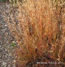 Image result for Schizachyrium claudopus