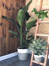 Bird Of Paradise In Pot Amazon Com Costa Farms Premium Live Indoor Strelitzia Nicolai White Bird Of Paradise Floor Plant In 9 25 Inch Growe Best Indoor Plants Indoor Plants Plants