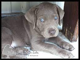 The labradoodle is a cross between the labrador retriever and the poodle. Puppies Hickory Hills Silver Labs Washington Indiana
