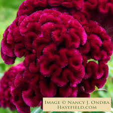 Image result for Celosia argentea