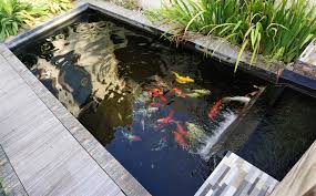 Kehadiran sebuah kolam ikan minimalis dalam hunian anda akan menambah nilai estetika yang indah dalam sebuah ruangan. 9 Tips Untuk Desain Kolam Ikan Koi Yang Cantik Dan Segar