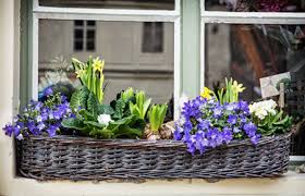 Flowering bulbs like tulips need to be planted in the fall so that they can experience cold temperatures and a period of dormancy during the winter season. How To Plant A Patio Pot With Bulbs Jimsmowing Com Au