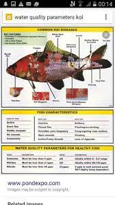 Common Koi Diseases Ikan