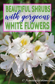 Blossoms have a sweet fragrance that pollinators like butterflies and bees can't resist. White Flowering Shrubs 20 Of The Best Varieties For Your Garden Gardening From House To Home White Flowering Shrubs Flowering Shrubs White Gardens