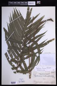 Image result for Amblovenatum opulentum