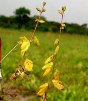 Image result for Aeschynomene nyassana