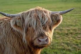 Hd Wallpaper Close Up Photo Of Brown Yak Coo Ardnamurchan Scotland Highland Cow Wallpaper Flare I wanna be apart of those.