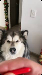 Pollito …? #pollito #comedy #killianyvictorbucknertiktok