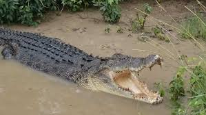 Louisiana Alligators, Alligator Season, Alligator Hunting, Alligator Tours,  Swamp People On The History Channel
