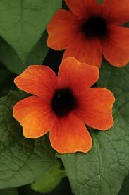 Image result for Thunbergia alata
