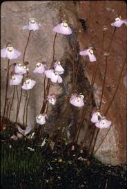 Image result for Utricularia reflexa