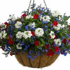 American Pride White Verbena Red Calibrachoa Lobelia Container Flowers Container Gardening Flowers Garden Containers