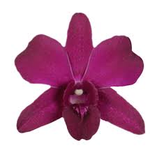 Top produit deep purple flowers pas cher sur aliexpress france ! Send Dark Purple Orchids Fresh Flowers For Sale Globalrose