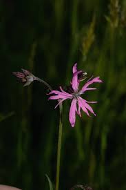 Image result for Silene burchellii