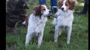 We zijn heel robuust en prima bestand tegen kou en regen. Nederlandse Kooikerhondje Working In Eendenkooi Youtube