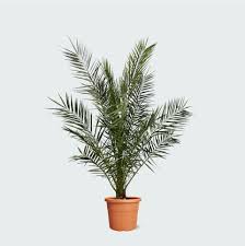 Image result for Phoenix canariensis